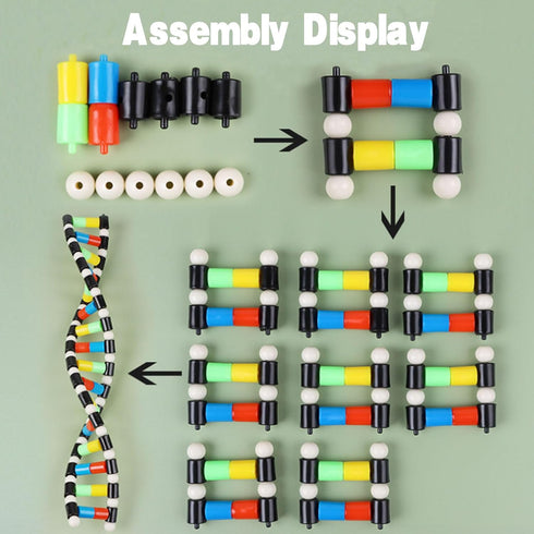 iplusmile DNA Double Helix Structure Models Kit Biological Science Popularization Teaching Aid for DNA Assembling