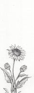 Yasutomo Artist Pencil, Black, 1.1mm