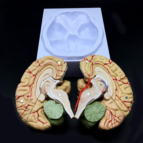 XINDAM Human Brain Model, Anatomically Accurate Brain Model Life Size Human Brain Anatomy for Science Classroom Study