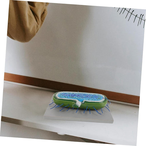 Toddmomy Microbiology Teaching Model Detailed and Anatomy Display for Classroom and Lab Use Educational Resource