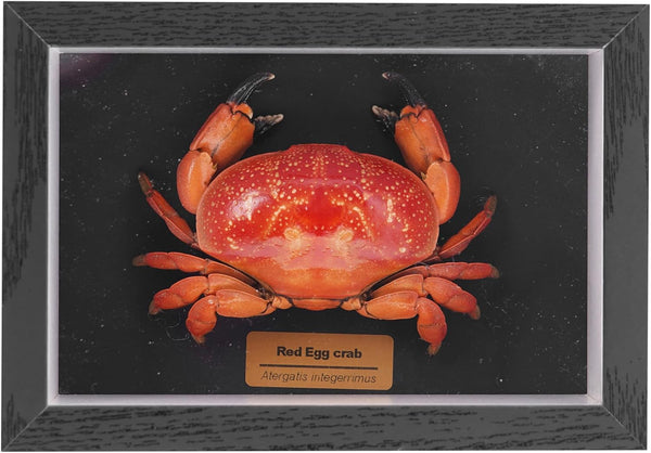 Liyoakyo Real Crab Taxidermy Framed Preserved Specimen for Coastal Wall Decor, Beach Home