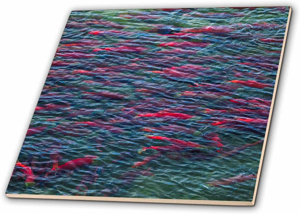 3dRose Several Spawning Sockeye Salmon, Katmai National Park, Alaska, USA 4 Inch