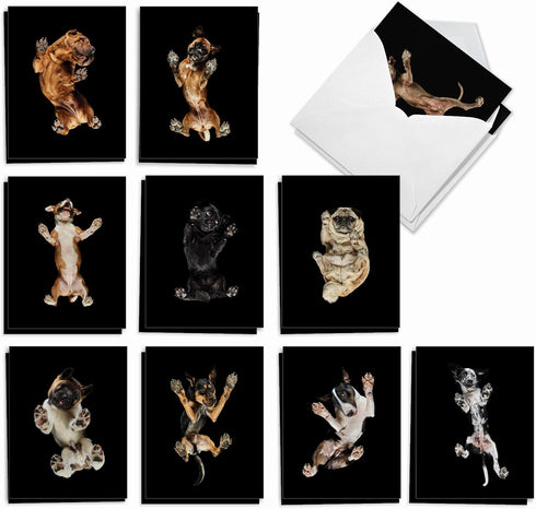 The Best Card Company, 20 Boxed Dog Cards with Envelopes, Blank Assortment (10 Designs)