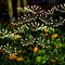 Solar Garden Lights 2 Pack Twinkling Solar Firework Lights with 2 Modes