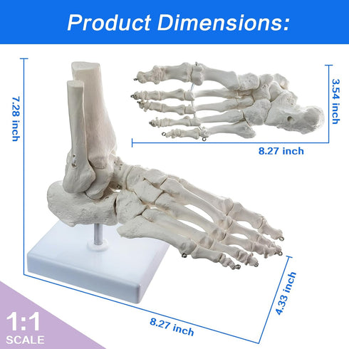 EVOTECH SCIENTIFIC Human Foot And Ankle Model, Life Size Medical Anatomy Foot Skeleton Model W/ Tibia Fibula, Right