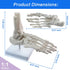 EVOTECH SCIENTIFIC Human Foot And Ankle Model, Life Size Medical Anatomy Foot Skeleton Model W/ Tibia Fibula, Right