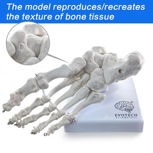 EVOTECH SCIENTIFIC Human Foot And Ankle Model, Life Size Medical Anatomy Foot Skeleton Model W/ Tibia Fibula, Right