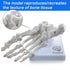 EVOTECH SCIENTIFIC Human Foot And Ankle Model, Life Size Medical Anatomy Foot Skeleton Model W/ Tibia Fibula, Right