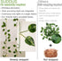 33ft 100 8 suddus Solar Fairy Lights, Led Pothos Leaf Solar String Lights Outdoor Waterproof, Modes Vines with Lights