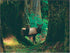 Blank Cards and Envelopes Set, Leanin' Tree, 5x7, 20 Note Cards with Stunning Pacific Northwest Photos