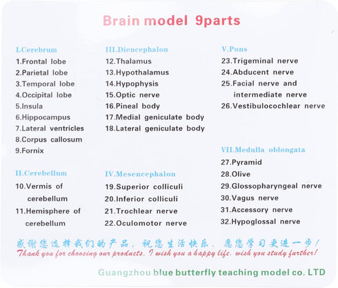 Yosoo Health Gear Human Brain Model Anatomy, Detachable Neuroscience Study Mold for Kids with Skull School Home