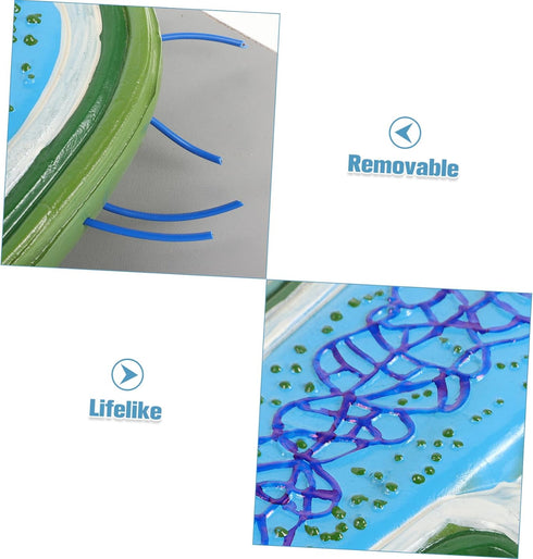 Realistic Cell Model for Biology Education - Anatomical Teaching Aid