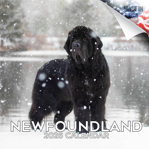 Newfoundland Calendar 2025 2026 - Dog Breed Monthly Wall Calendar, 12 x 24 Open, Thick No-Bleed Paper