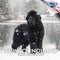 Newfoundland Calendar 2025 2026 - Dog Breed Monthly Wall Calendar, 12 x 24 Open, Thick No-Bleed Paper
