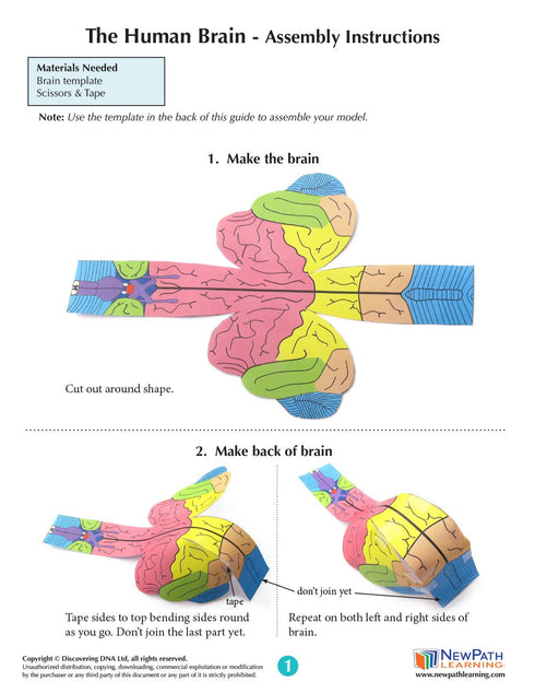 3-D (24-7772) NewPath Human Brain Paper Model Making Kit - Individual Student Edition