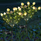Solar Garden Lights, 7 Heads Gardenia Colorful Flower Light Waterproof Solar Outdoor