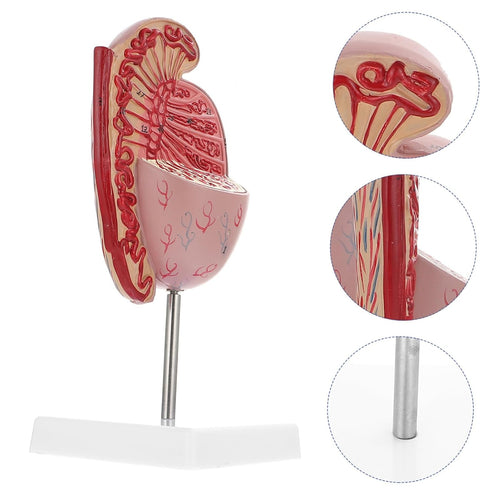 Detailed Human Organ Dissection Model Kit for Biology Education