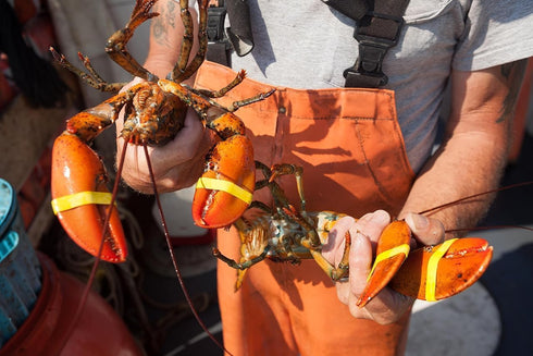 AirFly 1" 0.5" Crab and Lobster Claw Bands - Size x - FDA-Compliant Silicone - Cook Safe, Non-Latex, Non-Toxic - Fits