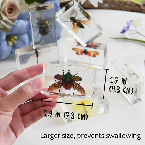 8 Pcs Real Insects in Resin Large Bug Collection Kit with Flying Insects, Butterflies Includes Specimen ID Cards