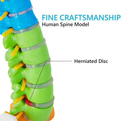 Ruiishunyy 15.5 Mini Spine Anatomy Model - Miniature Human Color Spine Model with All Nerves for Medical Learning