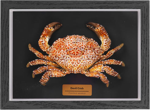 Liyoakyo Real Crab Taxidermy Framed Preserved Specimen for Coastal Wall Decor, Beach Home