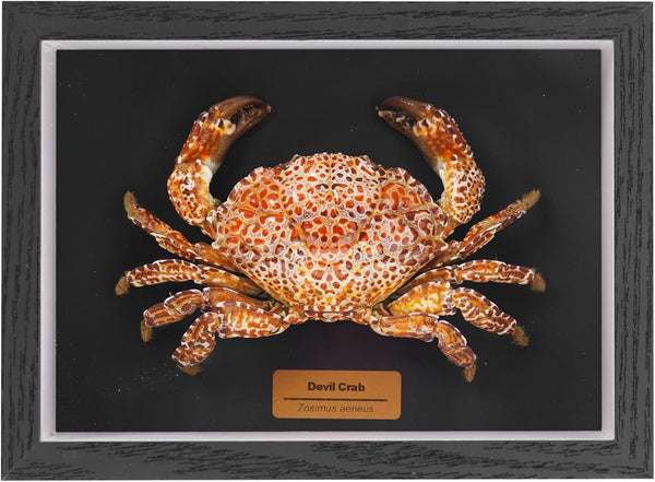 Liyoakyo Real Crab Taxidermy Framed Preserved Specimen for Coastal Wall Decor, Beach Home