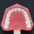 Typodonts Orthodontics Demonstration Model - Metal Wires and Bracket Teaching Model for Adults and Children