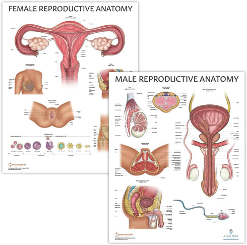 2 Pack Male and Female Reproductive System Anatomy Poster Set, Laminated, 17.3 x 22.5 Inches for Education