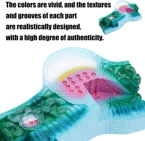 DLOULP Realistic PVC Plant Anatomy Model Detailed Biology Teaching Tool for Classroom & Science Lab Demonstrations