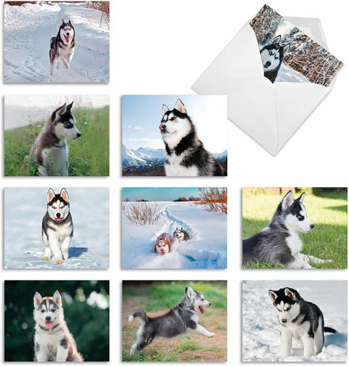 The Best Card Company - 10 Adorable Blank Dog Cards, Assorted Pet Breeds, Boxed Set - Alaskan Huskies AM6827OCB-B1x10