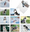 The Best Card Company - 10 Adorable Blank Dog Cards, Assorted Pet Breeds, Boxed Set - Alaskan Huskies AM6827OCB-B1x10