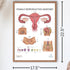 17.3 22.5 Inches Anatomy Lab Human Female Reproductive System Anatomy Poster, x - Detailed Female Anatomy Poster
