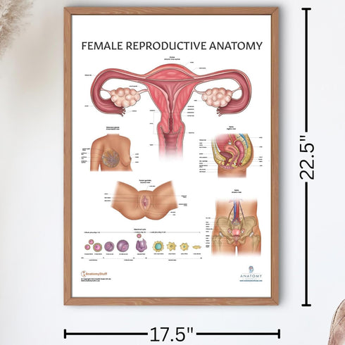 2 Pack Male and Female Reproductive System Anatomy Poster Set, Laminated, 17.3 x 22.5 Inches for Education