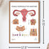 2 Pack Male and Female Reproductive System Anatomy Poster Set, Laminated, 17.3 x 22.5 Inches for Education