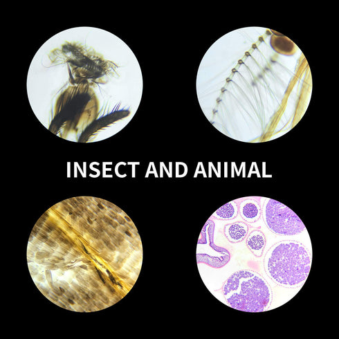 100Pcs Prepared Microscope Slides Set, Professional Specimens for Kids and Student Homeschool Use