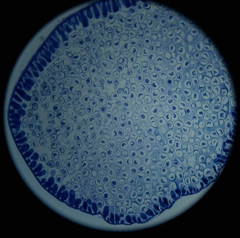 Prepared Animal Plant Cell Mitosis Meiosis Microscope Slides Set, 5pcs for Biology Class