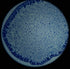 Prepared Animal Plant Cell Mitosis Meiosis Microscope Slides Set, 5pcs for Biology Class