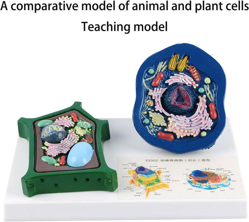 EMASDGEY Anatomical Animal Plant Cell Model with Detacheable Parts Biology Classroom Teaching Animal and Plant for Lab