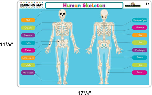 Teacher Created Resources (TCR21028) Human Skeleton Learning Mat