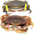 AirFly 1" 0.5" Crab and Lobster Claw Bands - Size x - FDA-Compliant Silicone - Cook Safe, Non-Latex, Non-Toxic - Fits