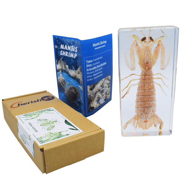 Cherish XT Taxidermy Mantis Shrimp, Real Mantis Shrimp Specimens Animal Specimen in Resin for