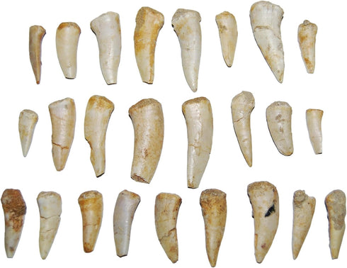 Fossils, Meteorites, & More Enchodus Fish Tooth Fossil Dinosaur Age 1/2 to 1 1/2 inch lot