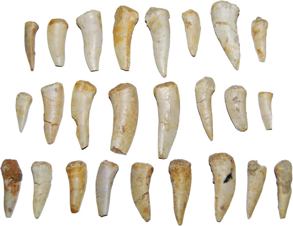 Fossils, Meteorites, & More Enchodus Fish Tooth Fossil Dinosaur Age 1/2 to 1 1/2 inch lot