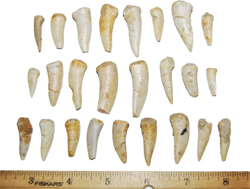 Fossils, Meteorites, & More 1/2 1 1/2 inch 25 #14054 4o Enchodus Fish Tooth Fossil Dinosaur Age to lot