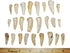 Fossils, Meteorites, & More 1/2 1 1/2 inch 25 #14054 4o Enchodus Fish Tooth Fossil Dinosaur Age to lot