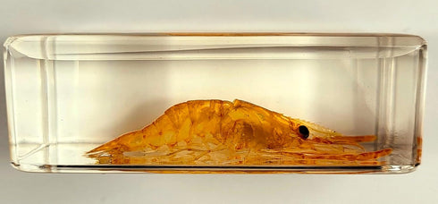 72mm Real Shrimp Oriental Freshwater River Prawn in Crystal Clear Lucite Resin Specimen Preserved Macrobrachium