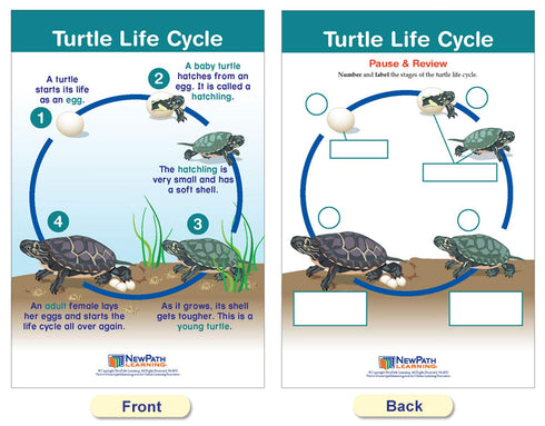 NewPath Learning Life Cycles Bulletin Board Charts, Set/8, Laminated, 12" x 18" (94-1504)