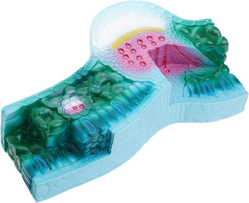 DLOULP Realistic PVC Plant Anatomy Model Detailed Biology Teaching Tool for Classroom & Science Lab Demonstrations