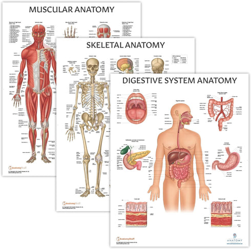 3 PACK Muscular, Skeletal, and Digestive System Human Anatomy Poster Set, LAMINATED, 17.3 x 22.5 Inches