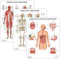 3 PACK Muscular, Skeletal, and Digestive System Human Anatomy Poster Set, LAMINATED, 17.3 x 22.5 Inches